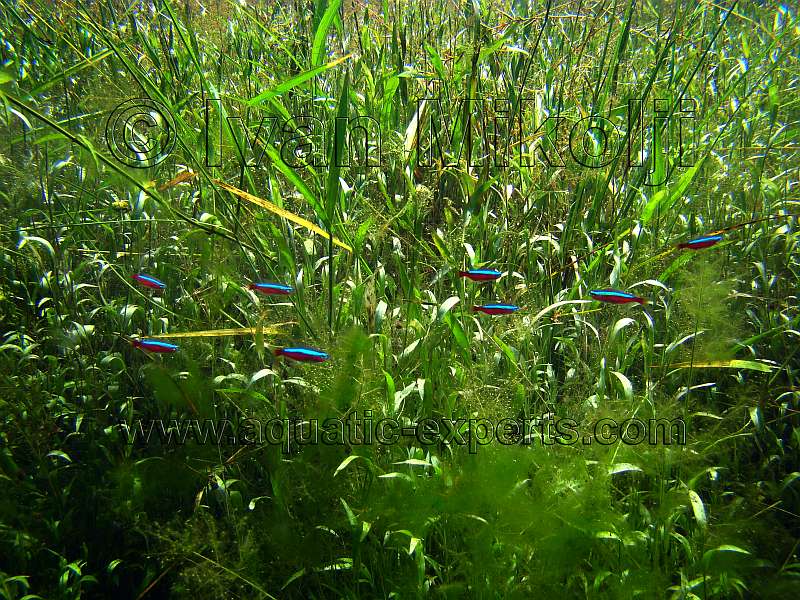 Paracheirodon axelrodi commonly called the Cardinal Tetras in their natural habitat